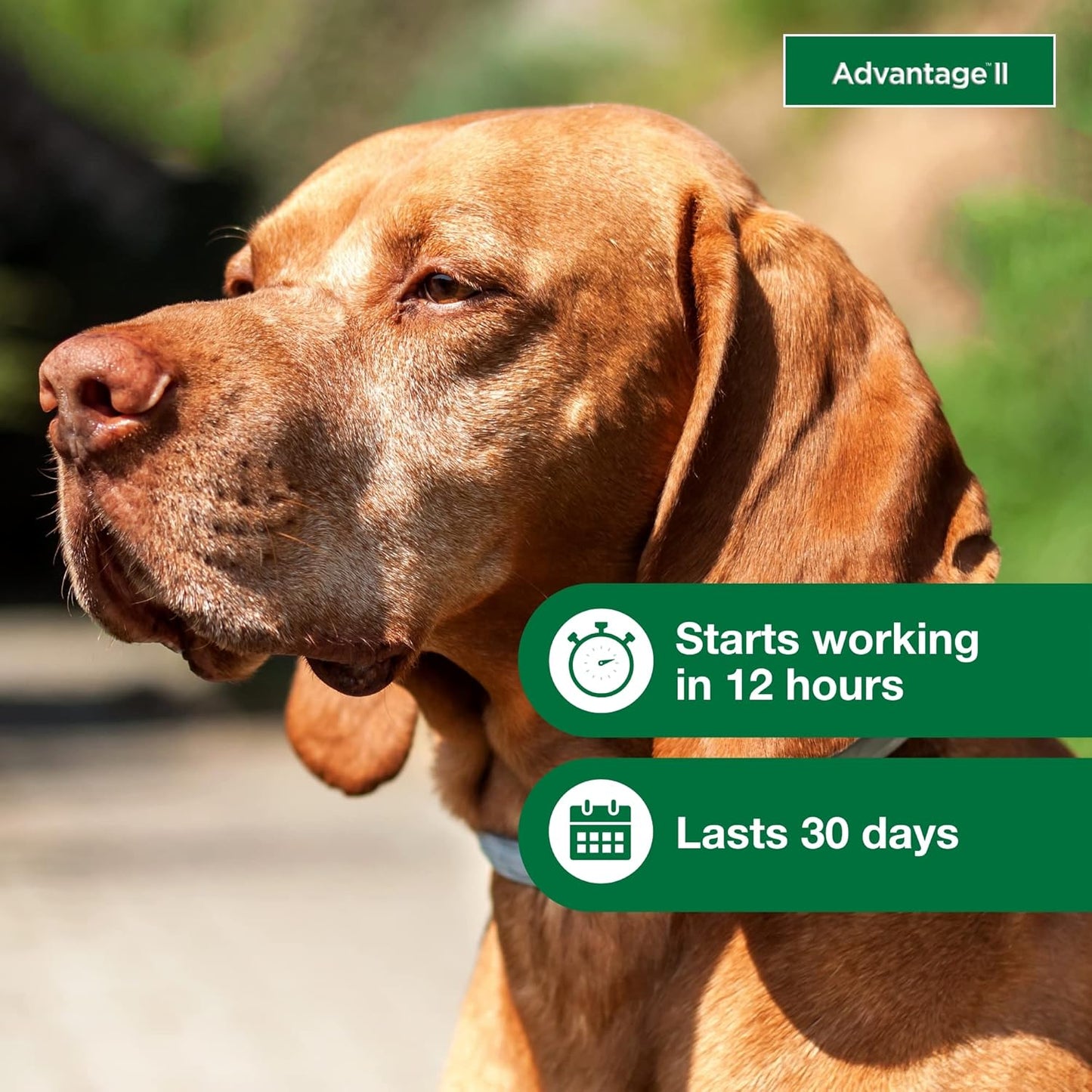 Advantage II Flea Treatment for Large Dogs (21–55 lbs) – 4-Month Supply
