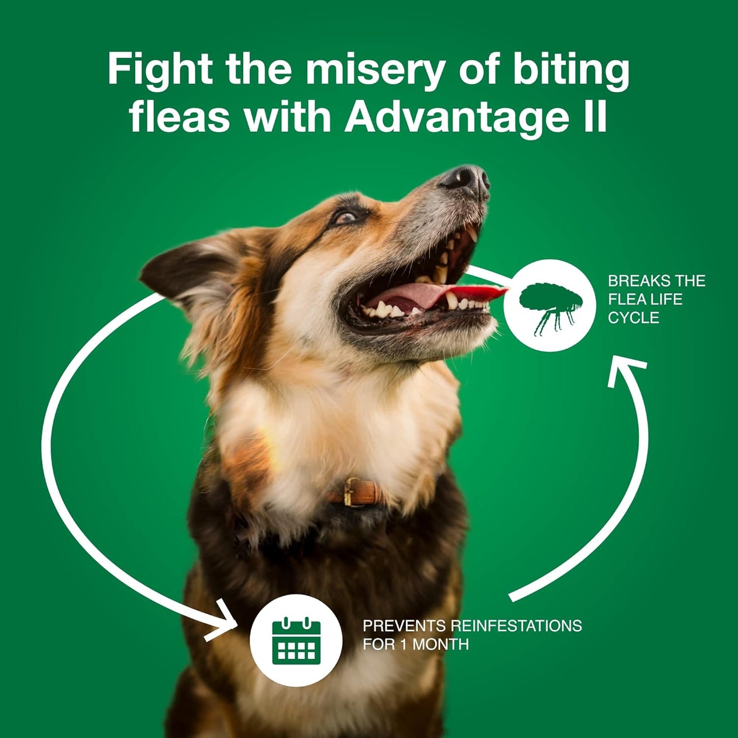 Advantage II Flea Treatment for Large Dogs (21–55 lbs) – 4-Month Supply
