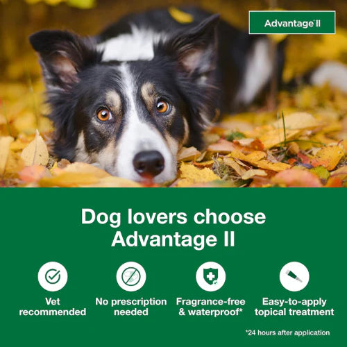 Advantage II Flea Treatment for Large Dogs (21 to 55 lbs) | 6-Month Supply